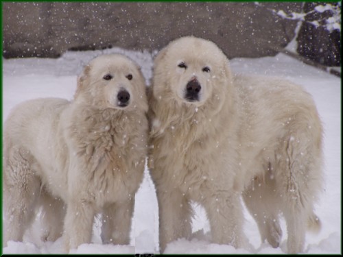 http://www.altipianikennel.it/images/maremma.jpg